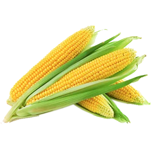 Premium maize corn cobs product image