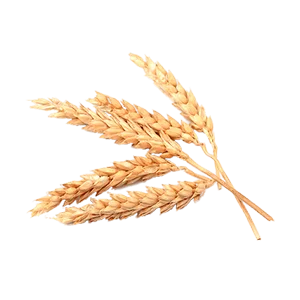 Premium wheat grains stalks product image
